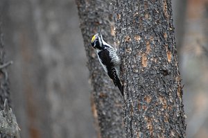 Woodpecker, Three-toed, 2009-06170375 Sun Valley, RMNP, CO